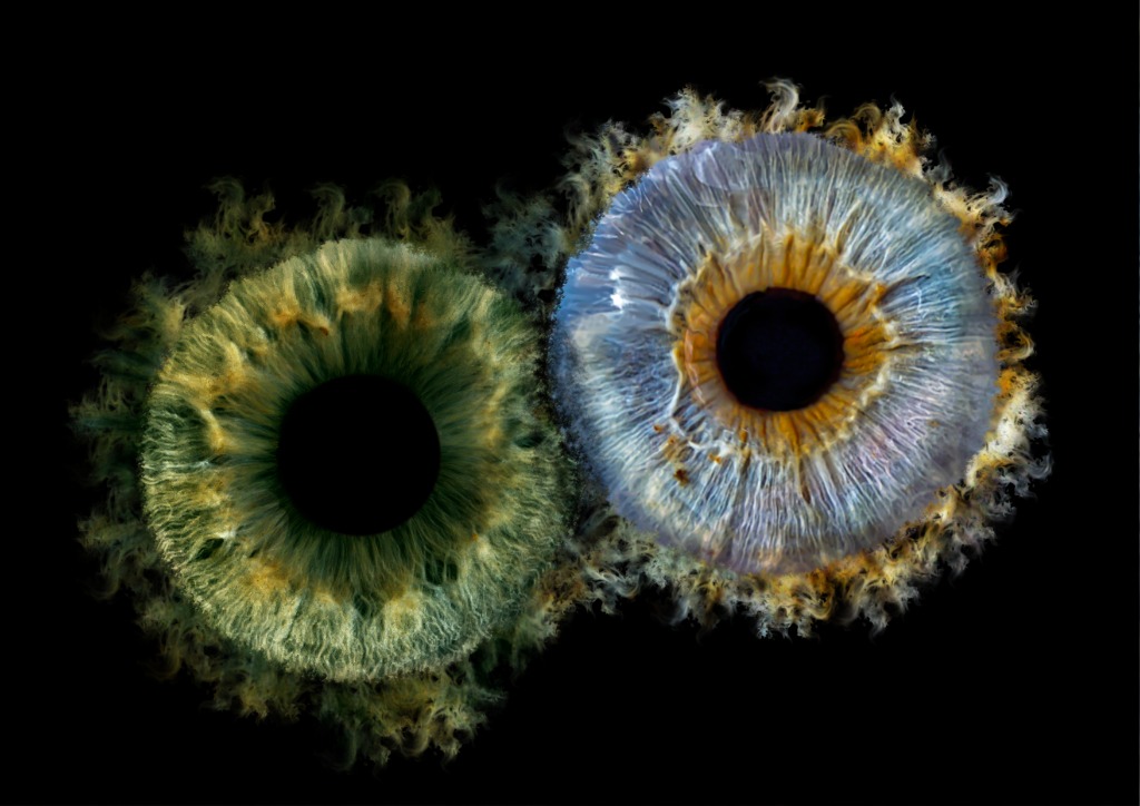 Iris 8